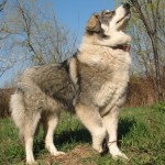 karpati-pasztorkutya-02_b